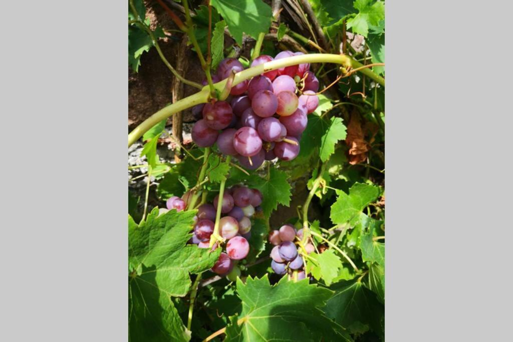 Le BosLa Belle Petite Ferme Rosiers De Julliac 19350别墅 外观 照片